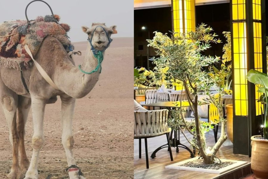 Agafay Sunset Camel Ride and Chouf L'Or Dinner